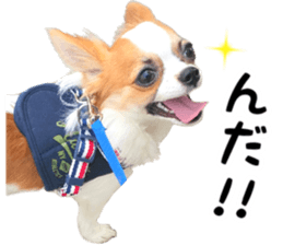 IWAKI CHIHUAHUA sticker #14905545
