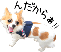 IWAKI CHIHUAHUA sticker #14905547