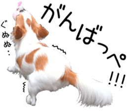 IWAKI CHIHUAHUA sticker #14905548