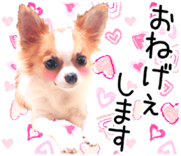 IWAKI CHIHUAHUA sticker #14905549