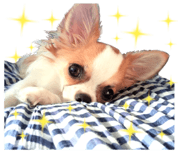 IWAKI CHIHUAHUA sticker #14905550