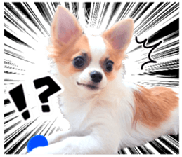 IWAKI CHIHUAHUA sticker #14905551