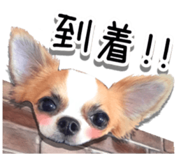 IWAKI CHIHUAHUA sticker #14905552