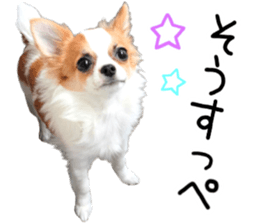 IWAKI CHIHUAHUA sticker #14905553