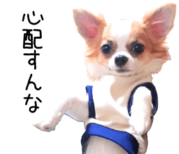 IWAKI CHIHUAHUA sticker #14905554