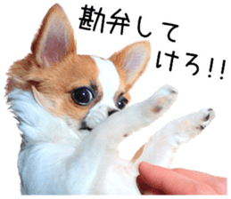 IWAKI CHIHUAHUA sticker #14905556