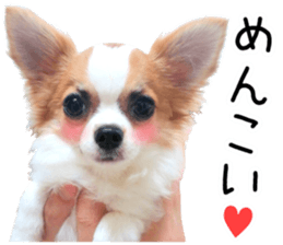 IWAKI CHIHUAHUA sticker #14905557