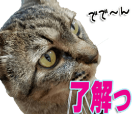 The Toraneko Sticker sticker #14908862