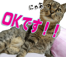 The Toraneko Sticker sticker #14908863