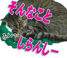 The Toraneko Sticker sticker #14908865