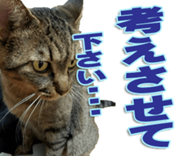 The Toraneko Sticker sticker #14908866