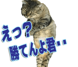 The Toraneko Sticker sticker #14908867