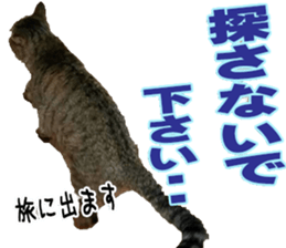 The Toraneko Sticker sticker #14908868