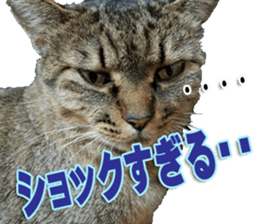 The Toraneko Sticker sticker #14908869