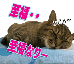 The Toraneko Sticker sticker #14908870