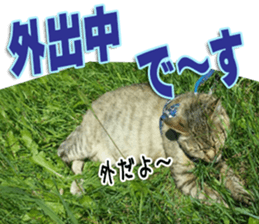 The Toraneko Sticker sticker #14908871