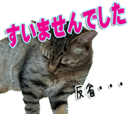 The Toraneko Sticker sticker #14908874