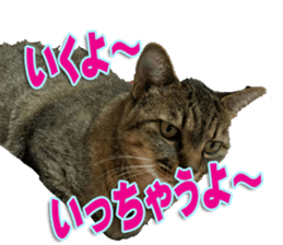 The Toraneko Sticker sticker #14908875