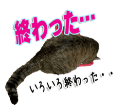 The Toraneko Sticker sticker #14908876