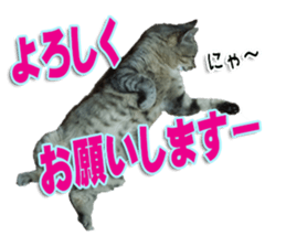 The Toraneko Sticker sticker #14908877