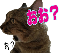 The Toraneko Sticker sticker #14908878