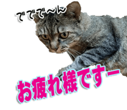 The Toraneko Sticker sticker #14908879