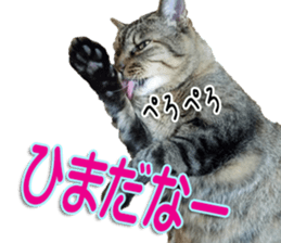 The Toraneko Sticker sticker #14908880