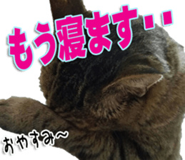 The Toraneko Sticker sticker #14908881