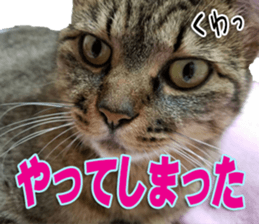 The Toraneko Sticker sticker #14908882