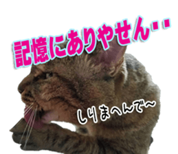 The Toraneko Sticker sticker #14908883