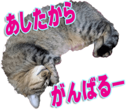 The Toraneko Sticker sticker #14908884