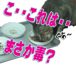 The Toraneko Sticker sticker #14908885