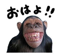 Chimpanzee Sticker5 sticker #14909630