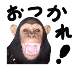 Chimpanzee Sticker5 sticker #14909631