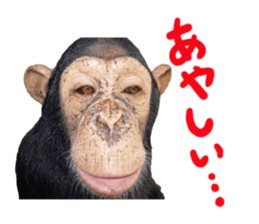 Chimpanzee Sticker5 sticker #14909632