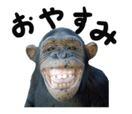 Chimpanzee Sticker5 sticker #14909633