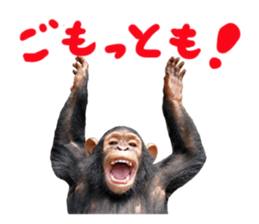 Chimpanzee Sticker5 sticker #14909634