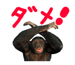 Chimpanzee Sticker5 sticker #14909636