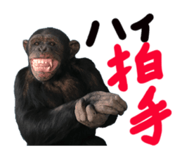 Chimpanzee Sticker5 sticker #14909637