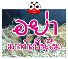 PluakPlease Stop Please sticker #14915930