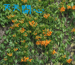 Water garden sticker #14917321