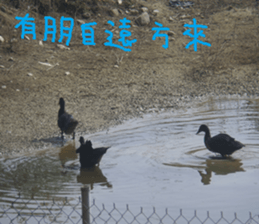 Water garden sticker #14917323