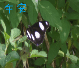 Water garden sticker #14917324