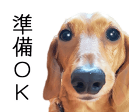 Dachs of my place sticker #14918542