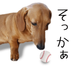 Dachs of my place sticker #14918544