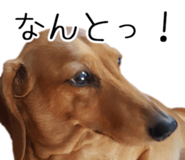 Dachs of my place sticker #14918545