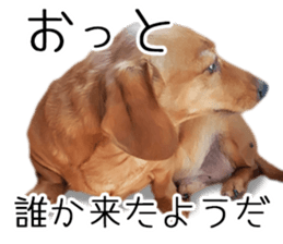 Dachs of my place sticker #14918547