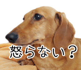 Dachs of my place sticker #14918551