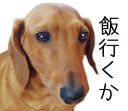 Dachs of my place sticker #14918552