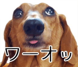 Dachs of my place sticker #14918559